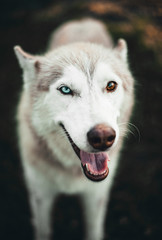 Cute White and Brown Siberian Husky Dog with Amazing Rare Colorful Eyes One Blue and One Brown Standing in Grass with Tongue Sticking Out of Mouth Smiling at Camera Beautiful 