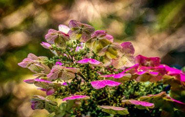 flowers in the garden