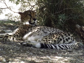Cheetah Profile