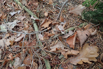 autumn fallen leaves on the ground