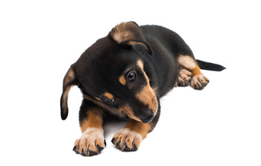 Fototapeta premium dachshund dog isolated