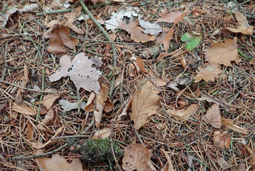 autumn fallen leaves on the ground