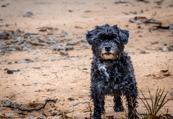 dog on beach