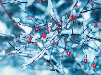 bright red rose hips in the winter garden covered with white fluffy frost