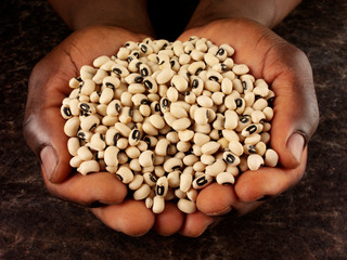 MAN'S HANDS HOLDING BLACK EYED BEANS
