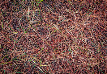 background of dry grass