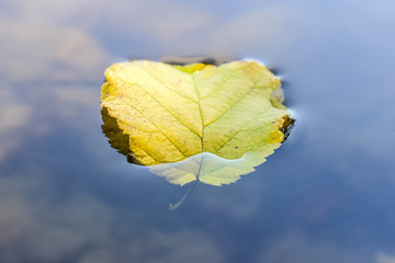 Fototapeta na wymiar maple leaf in water, floating autumn maple leaf
