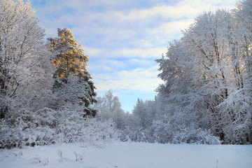 Рождественские чудеса
