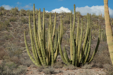 Arizona