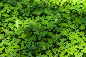 Fototapeta premium Beautiful background with green clover leaves for Saint Patrick's day.