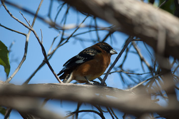 Arizona