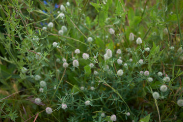 Trifolium arvense