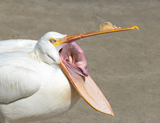 American white pelican with open beak in Florida.