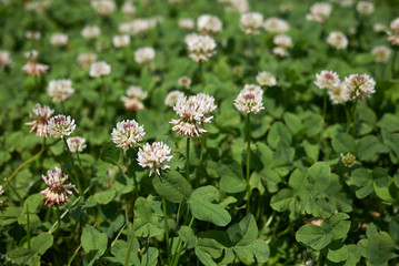 Fototapeta premium Trifolium repens