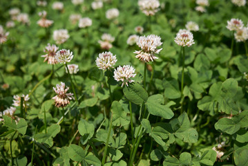 Fototapeta premium Trifolium repens
