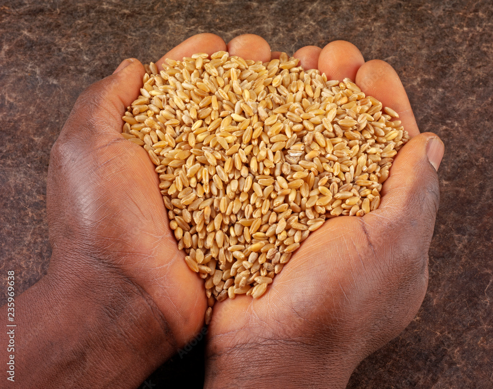 Canvas Prints man holding wheat kernels