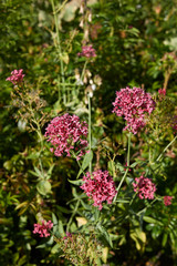 Valeriana officinalis