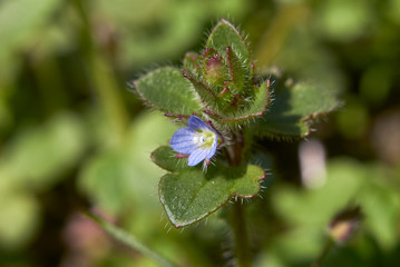 Veronica hederifolia