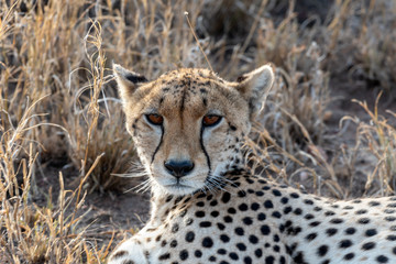 Beautiful close up portrait of Cheetah Acinonyx Jubatus on the serengeti plains, Tanzania