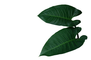 Heart shaped dark green leaves of philodendron the tropical foliage evergreen plant isolated on...