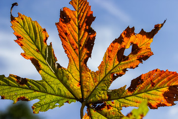 autumn maple leaf on blue sky background