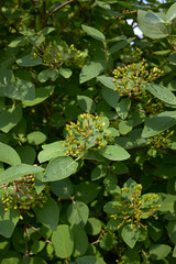 Viburnum lantana