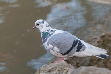 pigeon