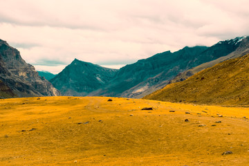 Beautiful yellow meadow high in the mountains.
