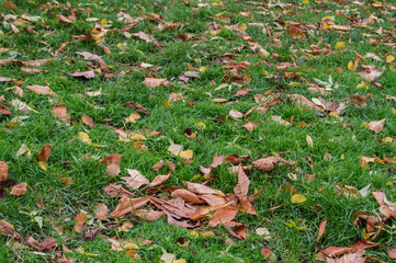 Hojas caídas/ hojas secas caidas sobre una verde pradera en un parque en Madrid. España.