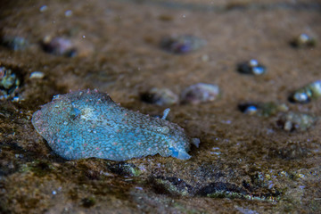 Una lumaca di mare, Ecuador