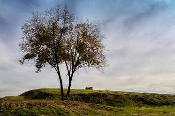 Fototapeta na wymiar Árbol solitario/ árbol solitario en un campo con un prado verde en otoño.