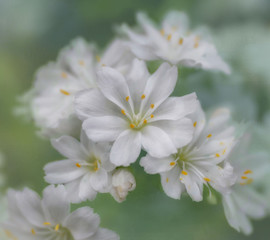Fototapeta premium White Flowers