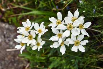 Flowers  narcissus anemone on a grassy meadow in the Tatra Mountains in Poland.