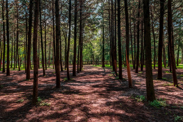 Trees in a public park