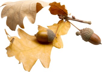 Acorns with Brown Oak Leaves - Isolated