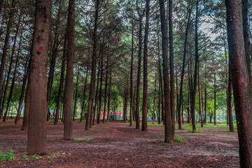 Trees in a public park