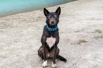 Perros el mejor amigo del hombre