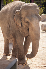 Elefante asiático en zoológico.