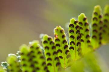 detalle hojas de helecho