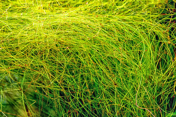 Aquarium plant Umbrella hairgrass (Eleocharis vivipara) shot in aquarium.