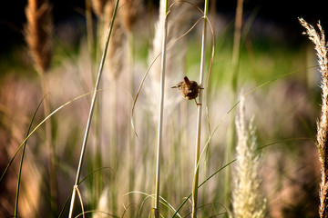 Little bird 