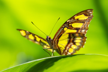 Braun-Grüner Schmetterling auf Blatt