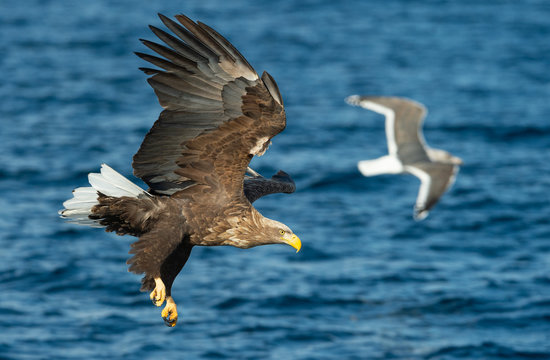 Adult White-tailed eagles fishing. Blue Ocean Background. Scientific name: Haliaeetus albicilla, also known as the ern, erne, gray eagle, Eurasian sea eagle and white-tailed sea-eagle.
