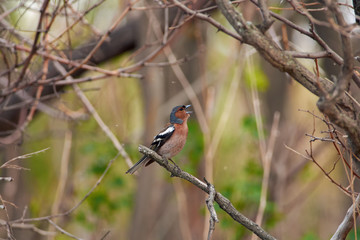 Chaffinch sits on a dry branch and sings its song during the breeding season.