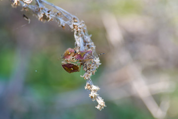 Sloe bugs threesome gathered on dry grass during the breeding season.