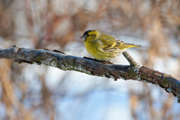 Siskin sits on a branch with flaky bark on the background of bushes.