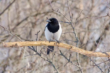 Eurasian magpie sits on an oak branch on the edge of a clearing in a forest park.