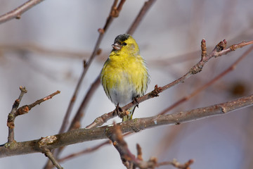 Siskin sits on a branch of a wild apple tree and opens its beak for chirping.