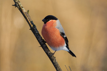 Eurasian bullfinch sits on a twig on a background of a forest park at sunrise.