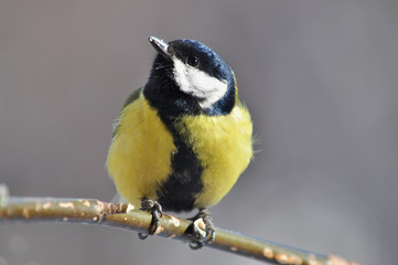 Great tit sits on a branch with sunflower seeds in a paw.